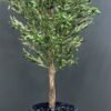 9132(2) Elevate your interior with our gorgeous Artificial Olive Tree. Enjoy the charm of nature in your home or workspace all year round!