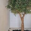 Elevate your interior with our gorgeous Artificial Olive Tree. Enjoy the charm of nature in your home or workspace all year round!