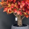 9728(2) Create a cozy atmosphere with our Artificial Decorative Tree with Autumn Leaves. A striking addition that suits homes and commercial spaces perfectly!