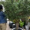 Bring life to any environment with our high-quality Artificial Olive Tree! A stylish solution that does not require care or seasonal changes.