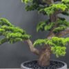 Elevate your space with this stunning Artificial Bonsai Tree! Its realistic design and stylish pot will bring everlasting beauty to any setting.