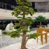 Elevate your space with this stunning Artificial Bonsai Tree! Its realistic design and stylish pot will bring everlasting beauty to any setting.