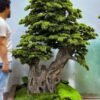 Elevate your space with this stunning Artificial Bonsai Tree! Its realistic design and stylish pot will bring everlasting beauty to any setting.