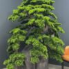 Elevate your space with this stunning Artificial Bonsai Tree! Its realistic design and stylish pot will bring everlasting beauty to any setting.