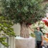 9717(1) Looking for lasting beauty? The Artificial Olive Tree adds flair to any environment, whether commercial or residential. Create your oasis today!
