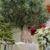 9717(2) Looking for lasting beauty? The Artificial Olive Tree adds flair to any environment, whether commercial or residential. Create your oasis today!