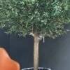 Elevate your interior with our gorgeous Artificial Olive Tree. Enjoy the charm of nature in your home or workspace all year round!