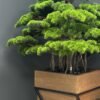 Artificial Bonsai Tree