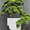 Elevate your space with this stunning Artificial Bonsai Tree! Its realistic design and stylish pot will bring everlasting beauty to any setting.