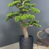 9667 Elevate your space with this stunning Artificial Bonsai Tree! Its realistic design and stylish pot will bring everlasting beauty to any setting.