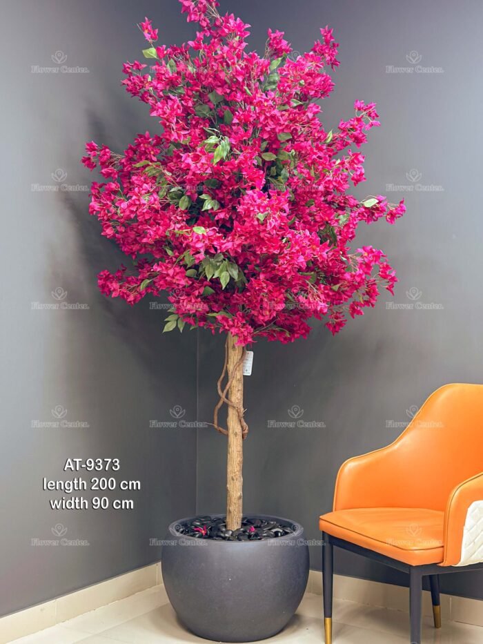 Bougainvillea tree 9373