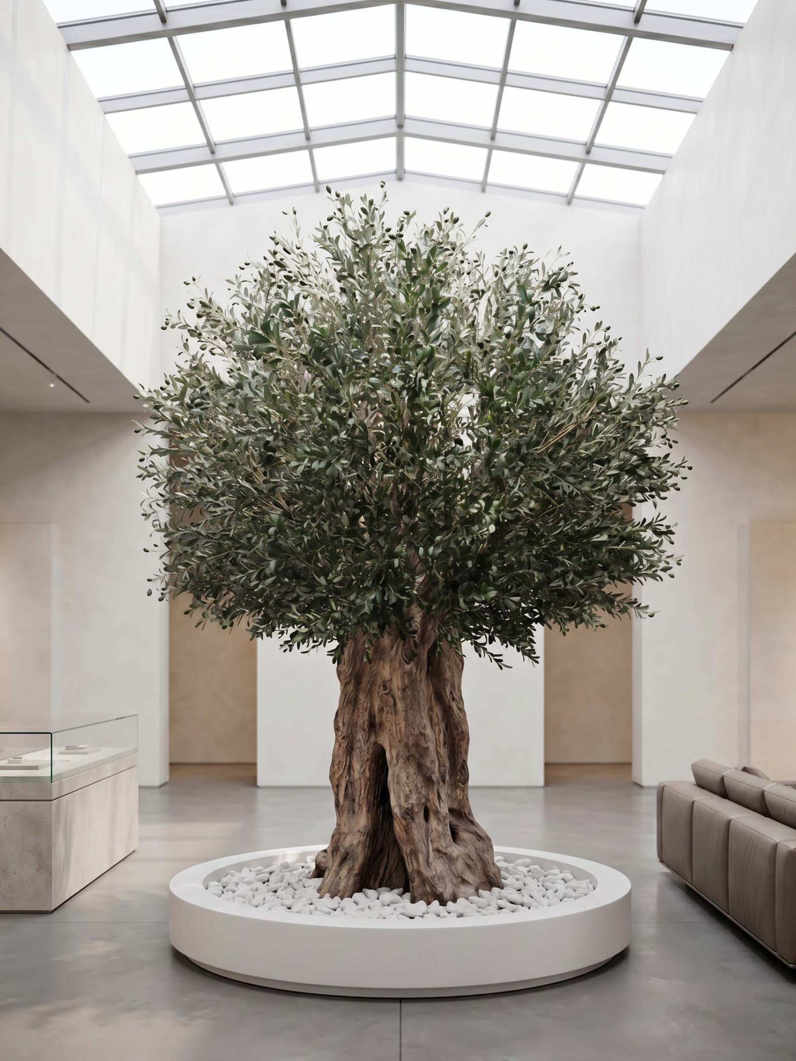 Olive Tree